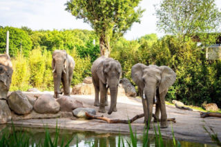 Na co zmarła słonica Linda? Poznańskie Zoo ujawnia pierwsze wyniki. Są też dobre wieści!
