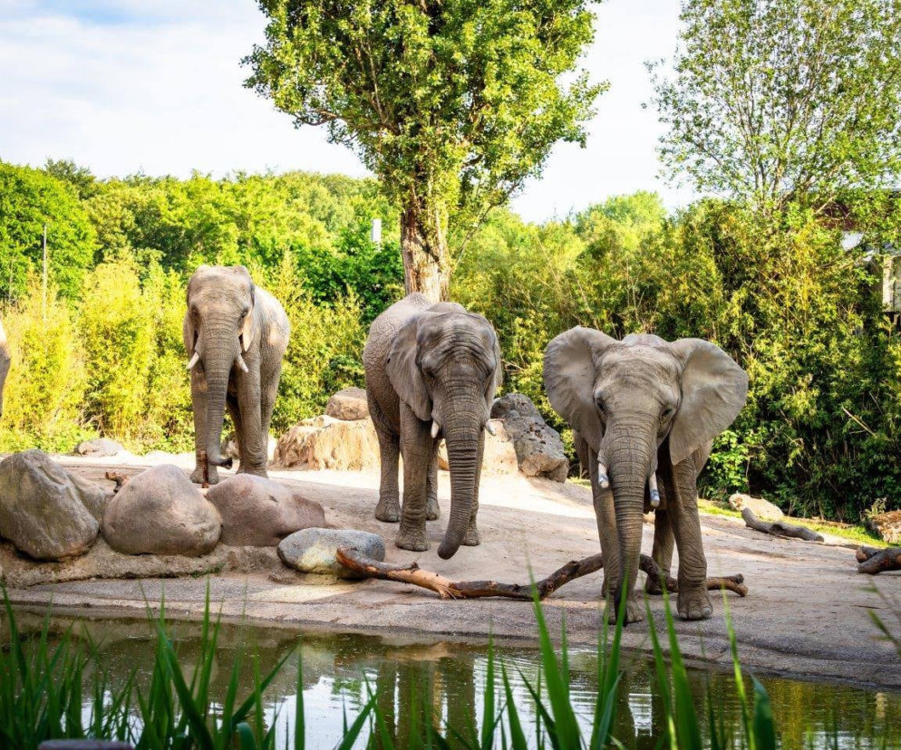 Nowe słonice w Zoo w Poznaniu