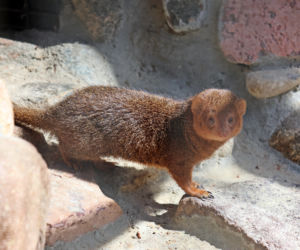 Mangusteczki karłowate, choć mają zaledwie kilkadziesiąt centymetrów długości, potrafią zaskoczyć energią, sprytem i… niezwykłym życiem towarzyskim