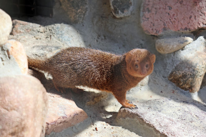 Mangusteczki karłowate, choć mają zaledwie kilkadziesiąt centymetrów długości, potrafią zaskoczyć energią, sprytem i… niezwykłym życiem towarzyskim