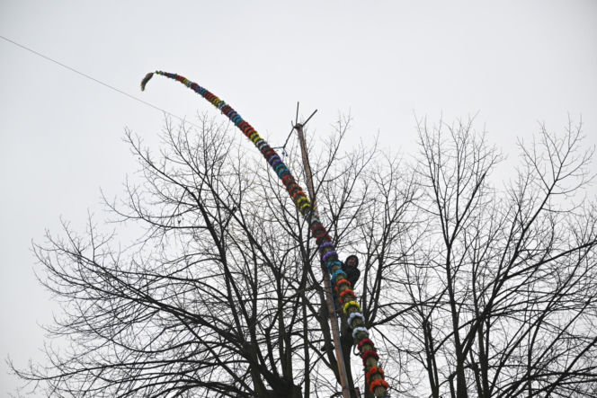 35 metrów i 80 centymetrów liczy palma, która zwyciężyła tegoroczny konkurs palm w Lipnicy Murowanej
