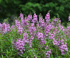 Angelonia