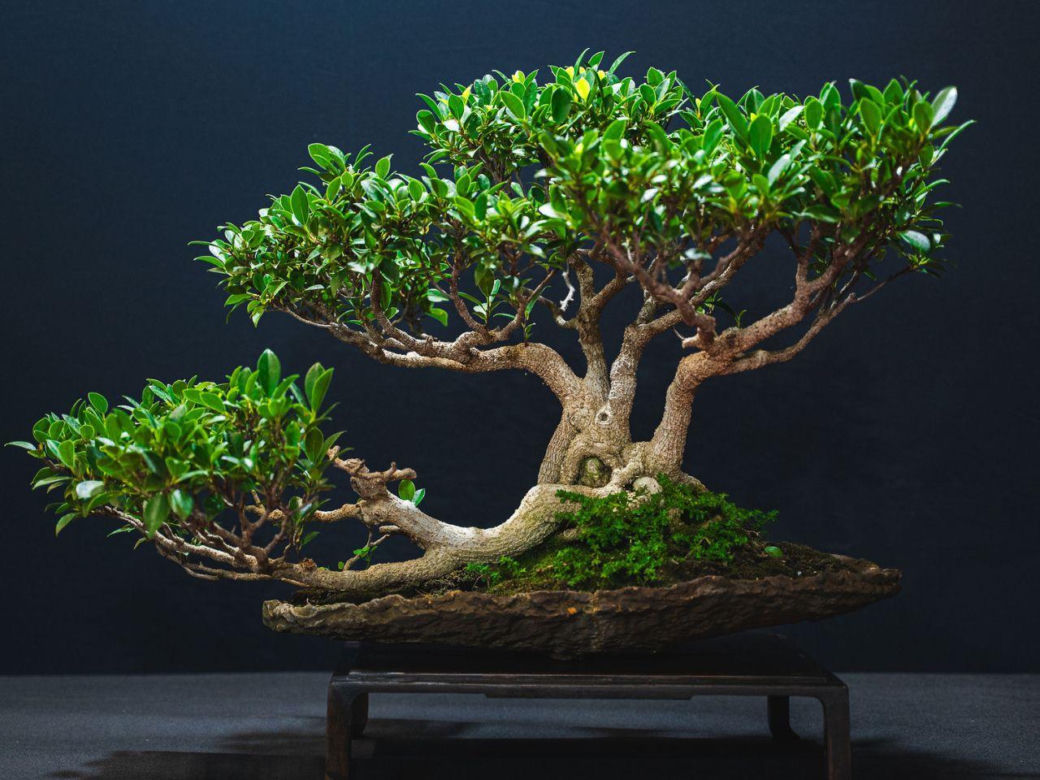 World Flower Show