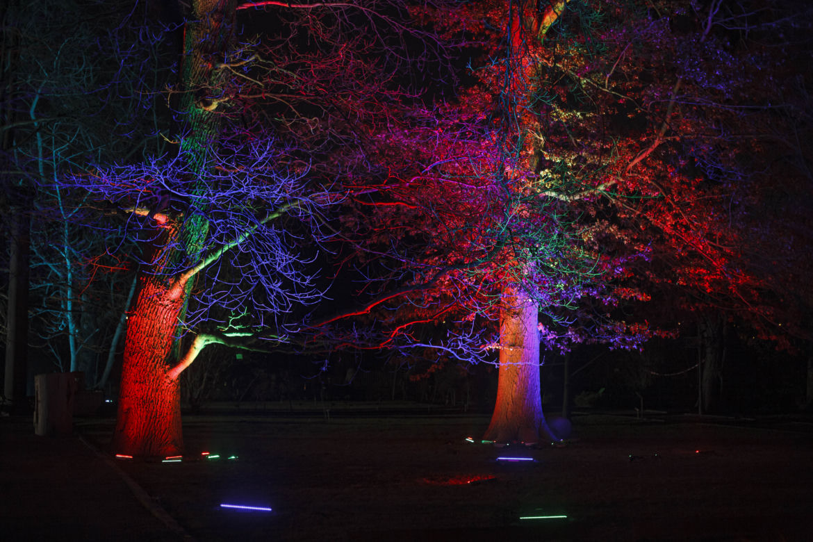 Lasery, muzyka i kolorowe iluminacje w Ogrodzie Botanicznym we Wrocławiu