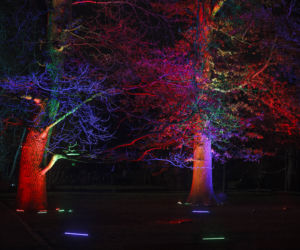 Lasery, muzyka i kolorowe iluminacje w Ogrodzie Botanicznym we Wrocławiu