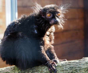 Nowi mieszkańcy zoo w Wojciechowie