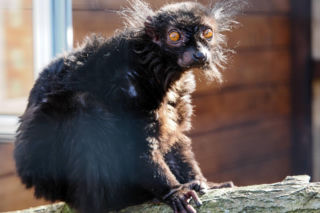 Nowi mieszkańcy zoo w Wojciechowie