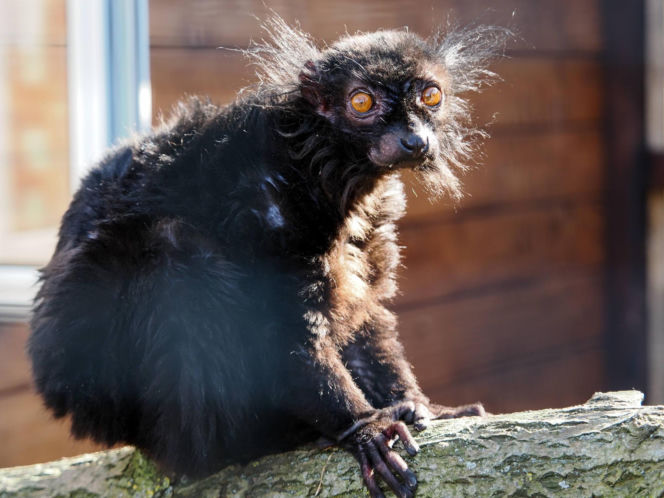 Nowi mieszkańcy zoo w Wojciechowie