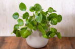 Pilea peperomiowata