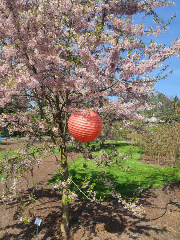 Kwitnące wiśnie i magnolie w Ogrodzie Botanicznym w Powsinie
