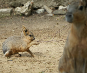 Nowi mieszkańcy wrocławskiego zoo