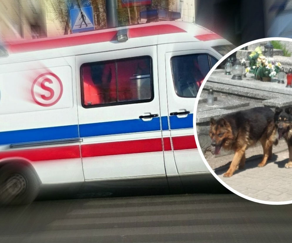 Żychlin. Psy zaatakowały na cmentarzu trzy osoby. Poważnie pogryzły starszego mężczyznę