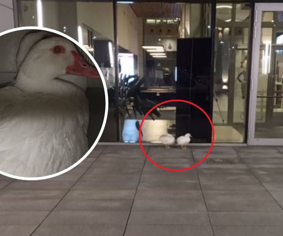 Łódź. Niecodzienna interwencja strażników miejskich [FOTO]