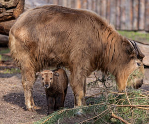 We wrocławskim zoo urodziła się samiczka takina złotego