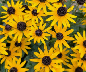 Rudbekia owłosiona