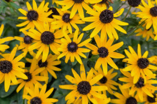 Rudbekia owłosiona