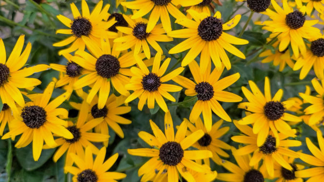 Rudbekia owłosiona