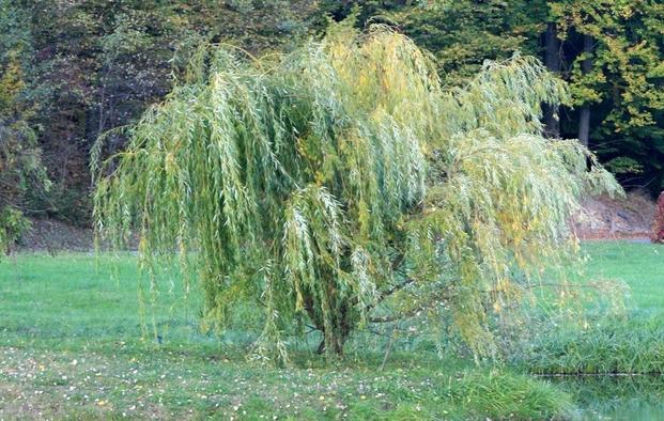 wierzba
