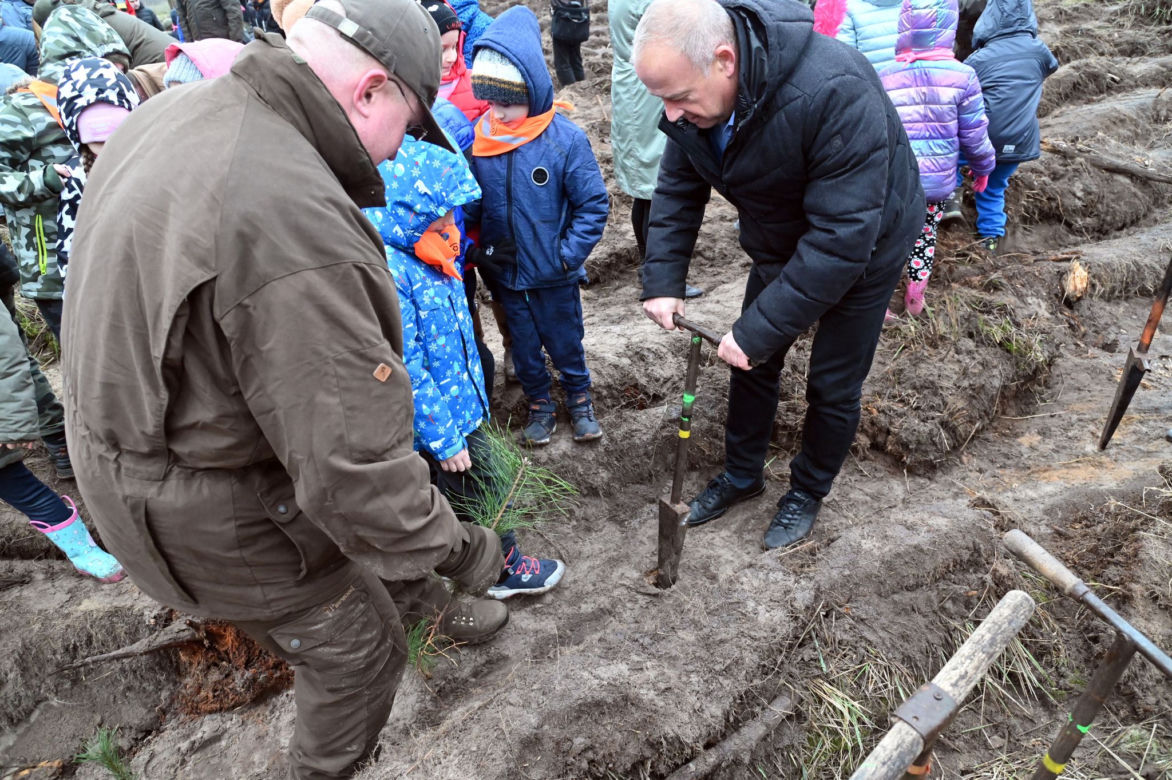 Posadzili nowy "krzywy las"