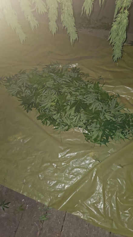 Tarnowscy policjanci zatrzymali 31-latka z dużą ilością narkotyków