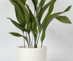 aspidistra