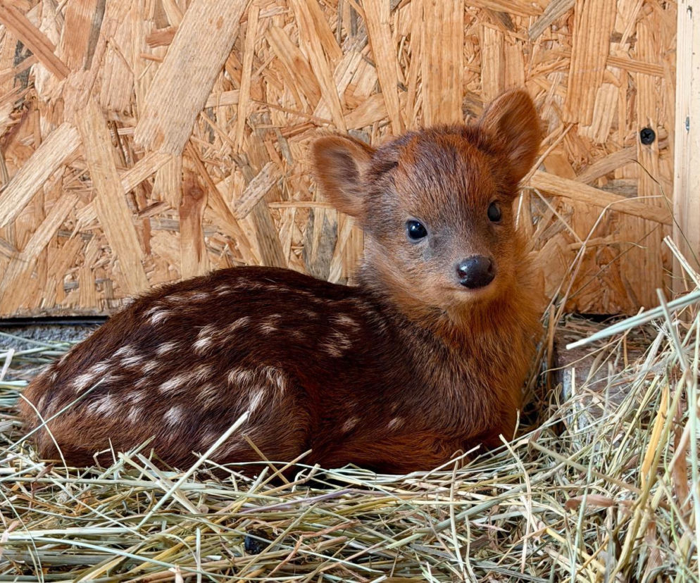 Mała pudu z warszawskiego ZOO ma już imię
