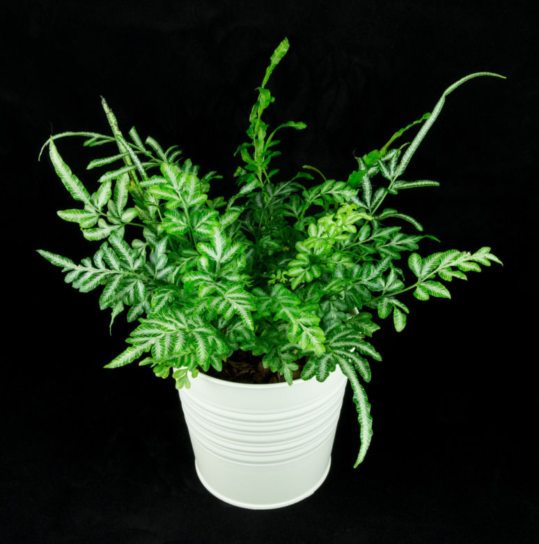 4. Orliczka kreteńska (Pteris cretica)