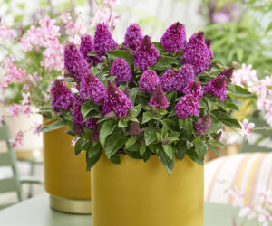 Budleja Dawida Little Rockstars