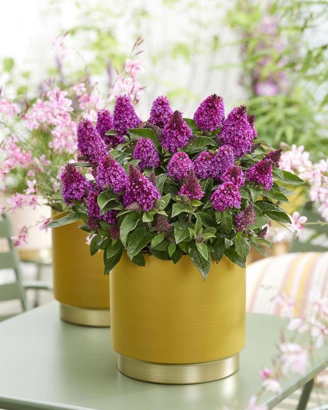 Budleja Dawida Little Rockstars