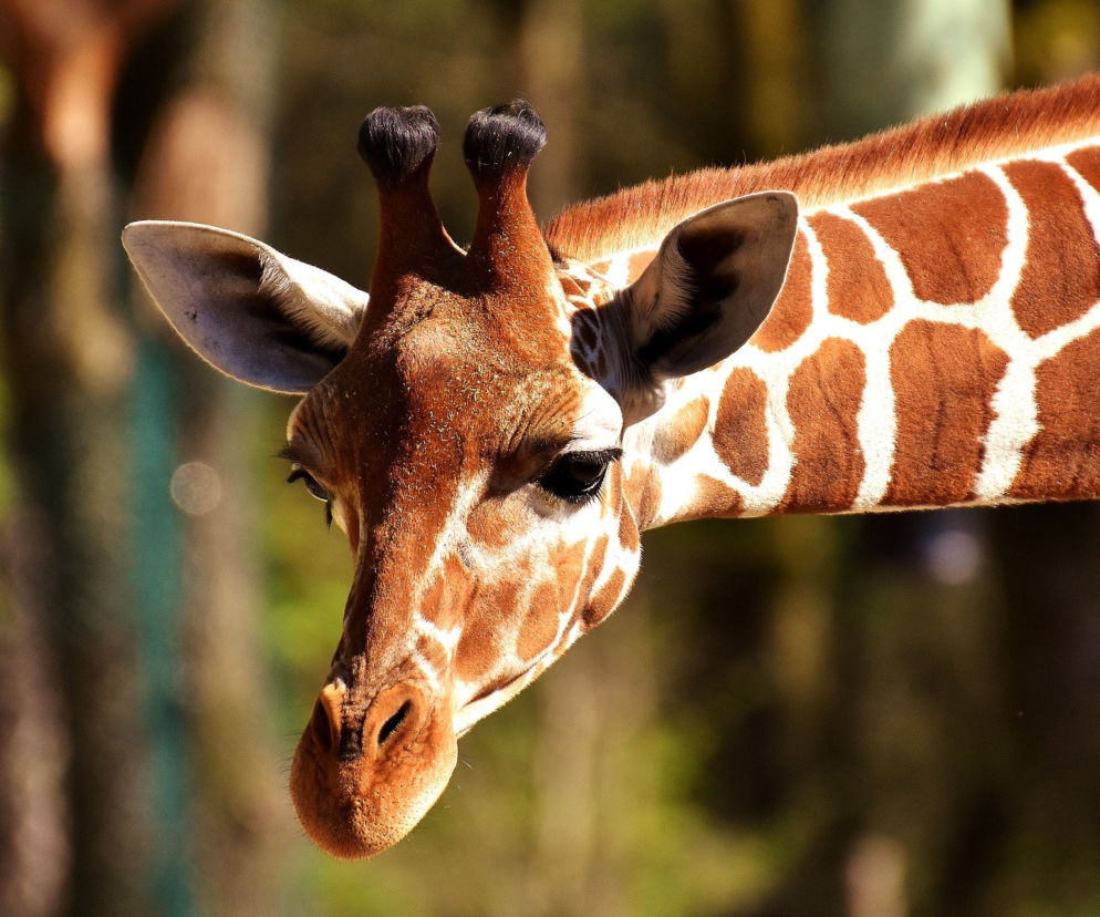 Wrocław. W ZOO urodziła się żyrafa siatkowana. Wiemy, jakie dostała imię