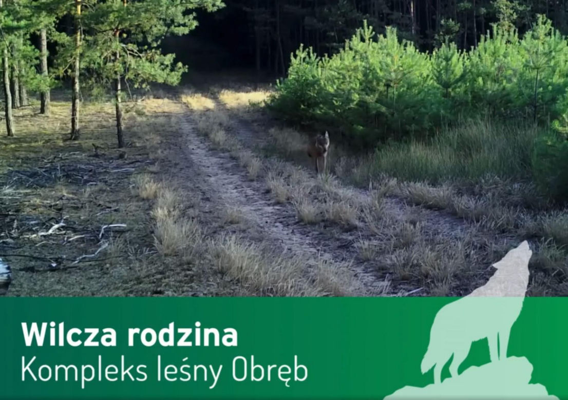 Wilki pod Górą Kalwarią