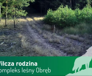 Wilki pod Górą Kalwarią