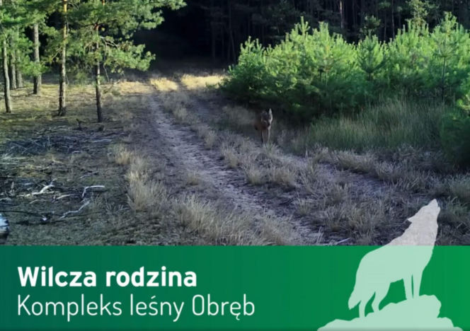 Wilki pod Górą Kalwarią