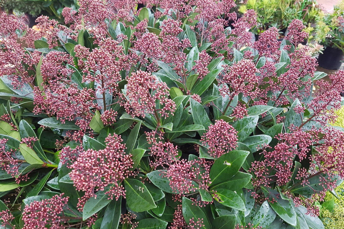 Skimmia japońska 'Rubella'