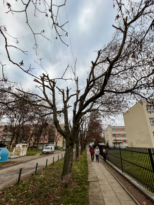Drzewa na ulicy Socjalnej w Łodzi