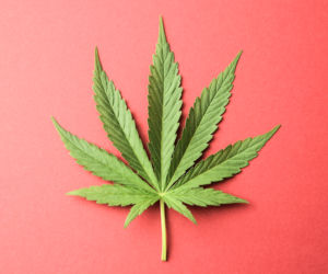 Lecznicza marihuana legalna