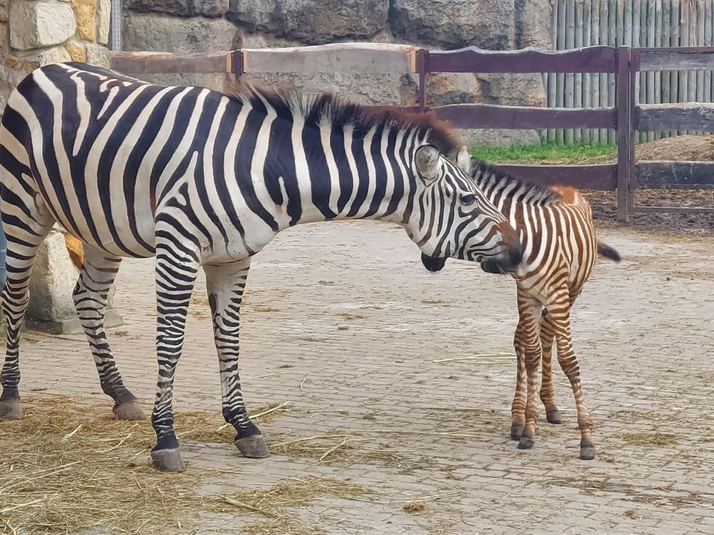 Mała zebra w zamojskim ZOO