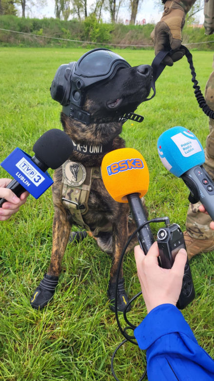 Tak wygląda pies bojowy w umundurowaniu! Oto Benji, postrach przestępców