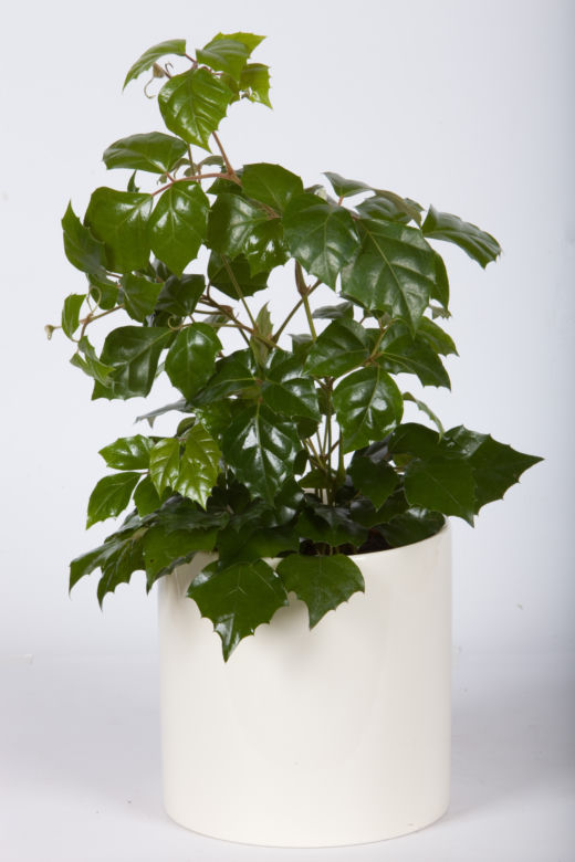 Cissus rombolistny