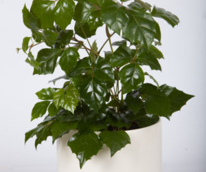 Cissus rombolistny