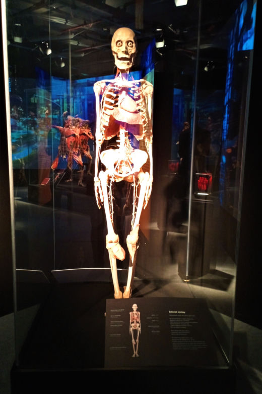 Wystawa Body Worlds w Szczecinie