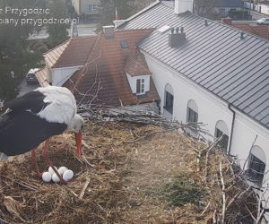 Przygodzice. Jest piąte jajo! Czekamy na młode!