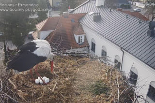 Przygodzice. Jest piąte jajo! Czekamy na młode!