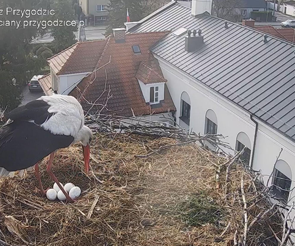 Przygodzice. Jest piąte jajo! Czekamy na młode!