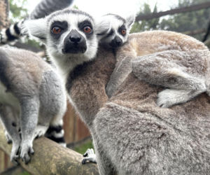 W zoo pod Lublinem urodził się lemur