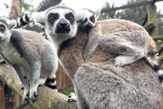 W zoo pod Lublinem urodził się lemur