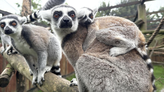 W zoo pod Lublinem urodził się lemur