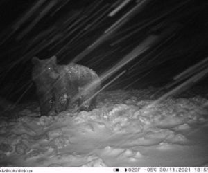 Bieszczady. Niedźwiedzie wyszły na Andrzejki, zastała ich zima [ZDJĘCIA]