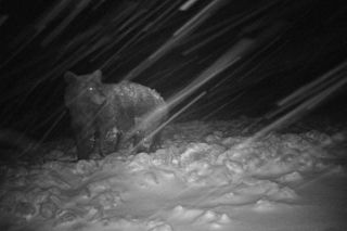   Bieszczady. Miśki wyszły na andrzejki, zastała ich zima [ZDJĘCIA]