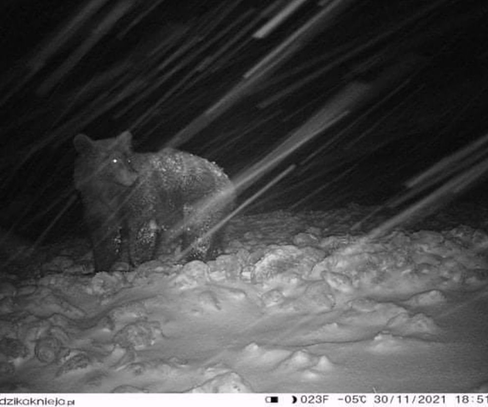 Bieszczady. Niedźwiedzie wyszły na Andrzejki, zastała ich zima [ZDJĘCIA]
